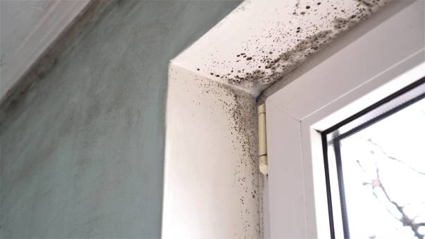 Best Mold Cleaning Services  in Parks, AZ