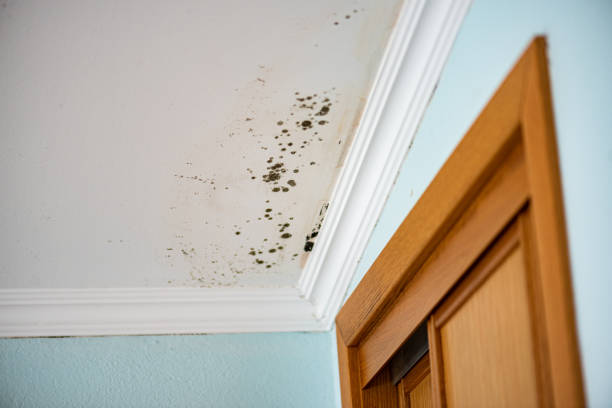 Best Mold Testing  in Parks, AZ