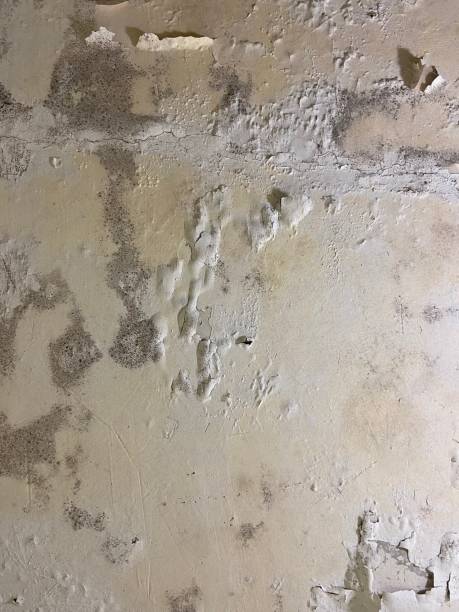 Professional Mold Removal in Parks, AZ