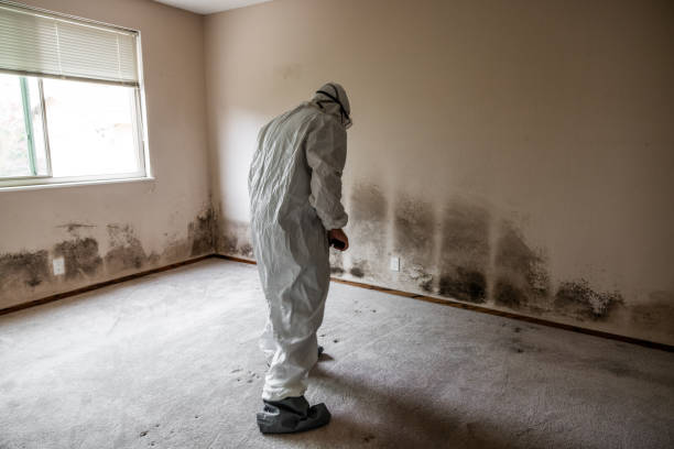 Best Black Mold Removal  in Parks, AZ