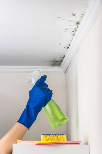 Best Toxic Mold Removal  in Parks, AZ