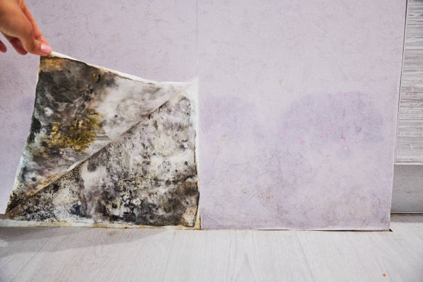 Best Attic Mold Removal  in Parks, AZ